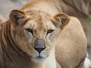 lionne du zoo de Baños en Equateur