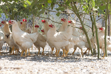 hens in a cage on a poultry farm