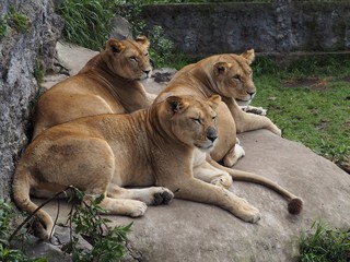 lionnes au zoo de Baños en Equateur