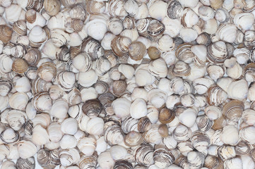 background of a lot of colorful shells