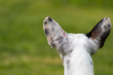 jack russel dog waiting for his boss