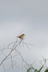 Birdwatching in Sardegna
