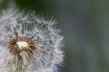 dandelion seeds close up on clored background