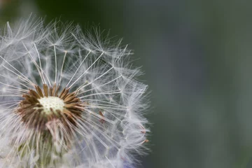 Deurstickers dandelion seeds close up on clored background © peter