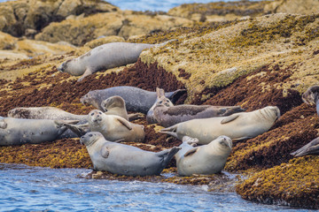 Harbor Seals (Phoca vitulina) loaf on rocks in Coastal Maine
