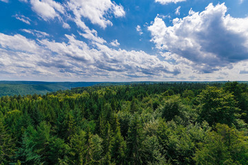 Obraz premium Blick über den Bäumen im Schwarzwald an einem Sommertag, Deutschland