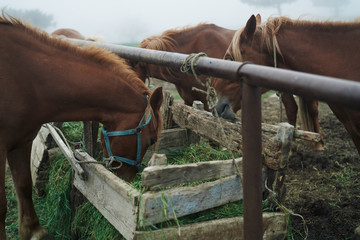 Horses graze in a meadow in the mountains, fog, livestock, animals