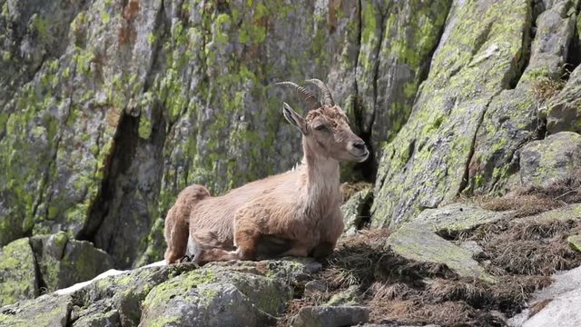 Ibex, Capra Ibex, laying on high mountain cliffs while chewing 