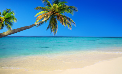 Fototapeta na wymiar Caribbean sea and palms.