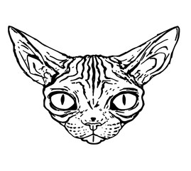 Sketch of evil cat of the Sphinx, close-up, isolated