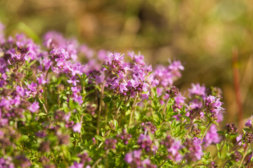 Obraz premium A beautiful closeup of a natural wild thyme flowers blossoming near the wood. Herbal tea. Closeup with a shallow depth of field.