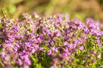 Obraz premium A beautiful closeup of a natural wild thyme flowers blossoming near the wood. Herbal tea. Closeup with a shallow depth of field.