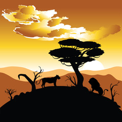 Fototapeta na wymiar African Sunset with Lion