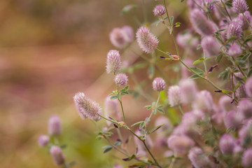 A beautiful closeup of a pale purple fluffy grass in the sunshine. Closeup with a shallow depth of field.