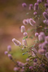 A beautiful closeup of a pale purple fluffy grass in the sunshine. Closeup with a shallow depth of field.