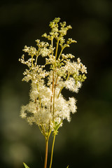 A beautiful tall filipendula blossoming near the forest. Relaxing herbal tea. Closeup with a shallow depth of field.