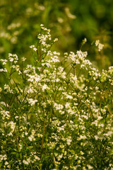 A beautiful white bedstraws blossoming in a summer meadow. Vibrant closeup with a shallow depth of field.