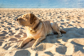 Old yellow dog Labrador Retriever is lying on the beach with full of sand close to river, hot and sunny summer