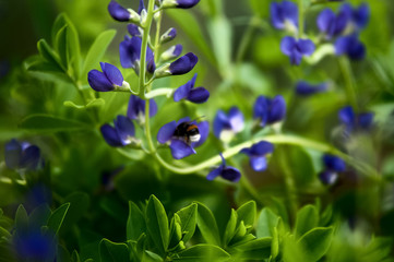 Fototapeta na wymiar Blue lupine. Small blue flowers against a dark green grass. Floral summer background 