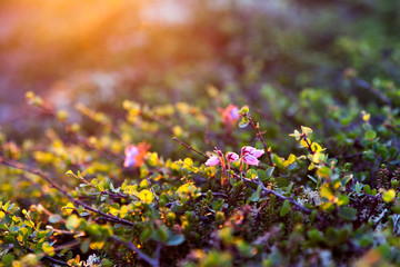 Flowers berry voroniha in the rays of the dawn sun on the tundra in the north of Russia
