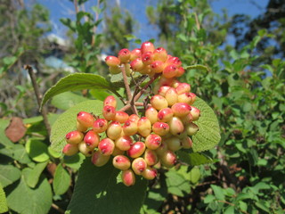 Berries