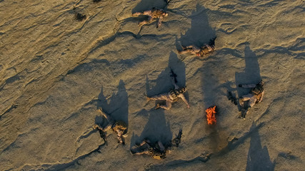 Aerial Shot of Group of Dead Soldiers in Desert Area.