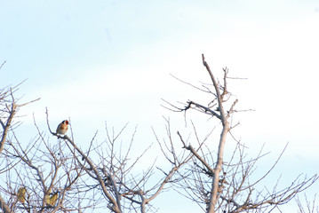 Birdwatching in Sardegna