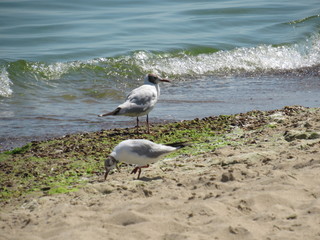Gulls by the sea