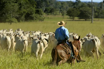 Fotobehang Fazenda de gado © Cesar Machado
