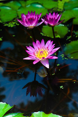Three Pink lotus blossoms or water lily flowers blooming on pond