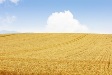 小麦畑　北海道　Hokkaido summer wheat field