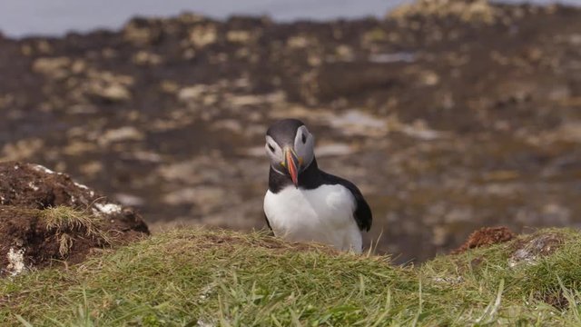 Atlantic puffins on Lunga