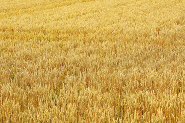 小麦畑　北海道　Hokkaido summer wheat field
