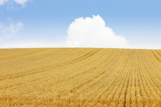 小麦畑 の画像 1 669 件の Stock 写真 ベクターおよびビデオ Adobe Stock