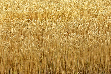 小麦畑　北海道　Hokkaido summer wheat field
