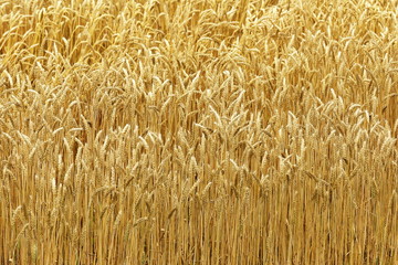 小麦畑　北海道　Hokkaido summer wheat field