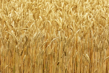 小麦畑　北海道　Hokkaido summer wheat field