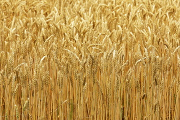 小麦畑　北海道　Hokkaido summer wheat field
