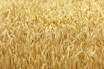 小麦畑　北海道　Hokkaido summer wheat field