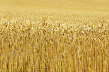 北海道の小麦畑　Hokkaido summer wheat field