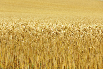 北海道の小麦畑　Hokkaido summer wheat field