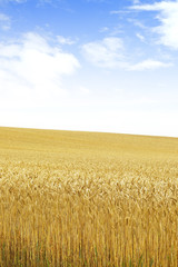 Fototapeta premium 北海道の小麦畑 Hokkaido summer wheat field