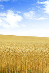 北海道の小麦畑　Hokkaido summer wheat field