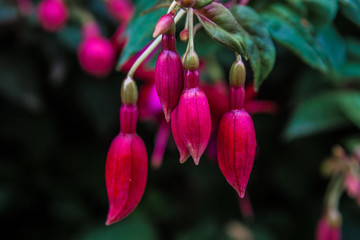 Fuchsia magellanica clossom