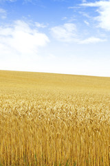 北海道の小麦畑　Hokkaido summer wheat field