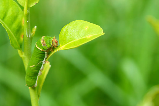 Butterfly caterpillar.