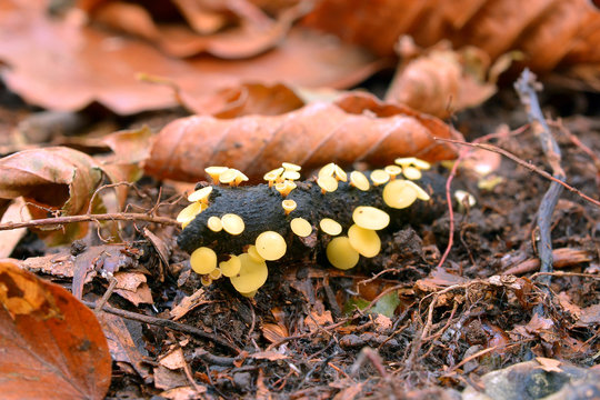 hymenoscyphus calyculus mushrooms