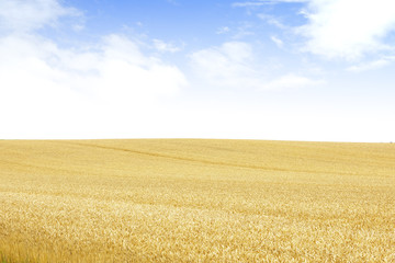 北海道の小麦畑　Hokkaido summer wheat field