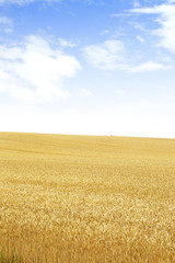 北海道の小麦畑　Hokkaido summer wheat field