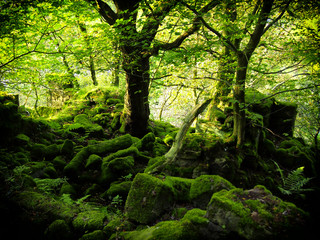 Obraz premium intense bright green woodland with moss covered boulders and bright green leaves